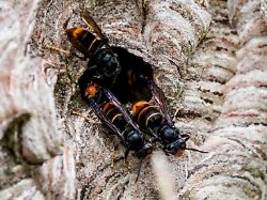 Invasive Arst jagt Honigbienen: Asiatische Hornisse breitet sich rasant aus