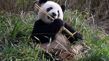 Pandaweibchen Meng Meng wurde künstlich besamt