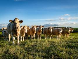 Rindfleisch: Auf der Suche nach der klimaneutralen Kuh