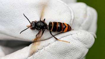 mehr asiatische hornissen: was bedeutet das für die natur?