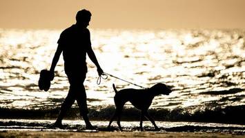 Mit dem Hund ans Meer: So klappt der Nordsee-Urlaub