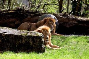 Löwen Altai und Dunay erkunden das Außengehege im Augsburger Zoo