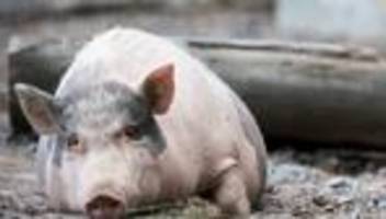 Neubrunn: Frei laufende Minischweine in Unterfranken gesichtet
