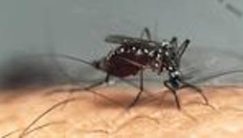 puerto rico: gesundheitsbehörden rufen notstand wegen denguefieber-infektionen aus