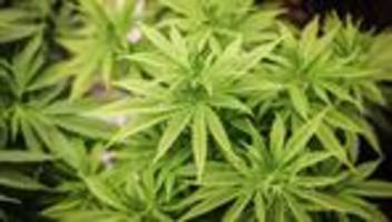 Teil-Legalisierung: Richter zu Cannabis: Gesetz muss nachgebessert werden