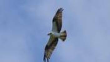 Tiere: Webcam filmt Fischadler an Groß Schauener Seen