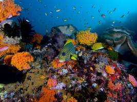 Meeresschutz: Wie man die Regenwälder der Meere rettet