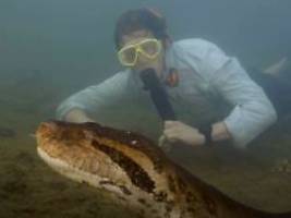 Video machte Tier weltberühmt: Größte Schlange der Welt ist tot