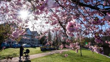 rosa kirschblüten-pracht: das sind fünf beliebte foto-spots