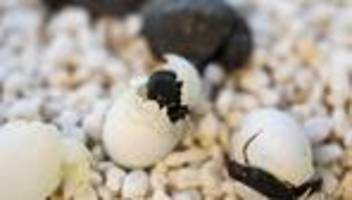 Tiere: Australien feiert Ostern mit Schildkröteneiern