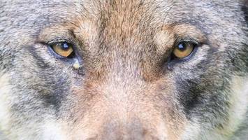 Ministerium: Genehmigung für Wolf-Abschuss gilt weiterhin