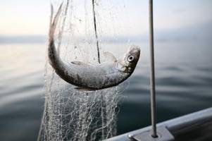 Bilanz zum Felchen-Fangverbot frühestens zum Jahresende