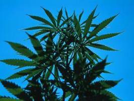 Drogenchaos vs. Eigengebrauch: Alle was man zur Cannabis-Legalisierung wissen muss