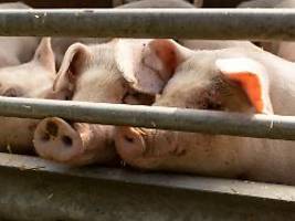 Studie zeigt Missverhältnis auf: Großteil der EU-Agrarförderung fließt in Tierprodukte