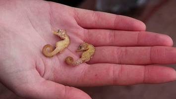 Aufregender Fund im Wattenmeer: Seltene Tierart entdeckt