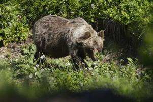 neuerliche angriffe von braunbären in der slowakei