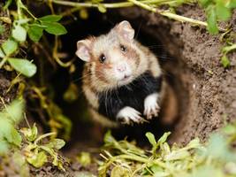 Bauen, Bürokratie und Naturschutz: Wenn der Hamster bohnert