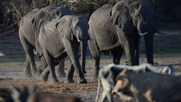 20.000 elefanten für steffi lemke – „akzeptieren kein nein“