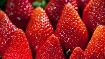 noch etwas geduld - bei erdbeeren auf die erntezeit achten