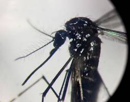 dengue-fieber: ein virus erobert die welt