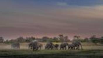 botswana: ihr wollt keine jagdtrophäen? dann nehmt 20.000 elefanten