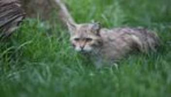 tierschutz: bund warnt: wildkatzen nicht mit hauskatzen verwechseln