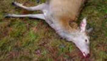 tierschutz: rotwild trotz schonzeit erschossen