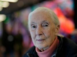 hat traum ihrer kindheit gelebt: jane goodall - berühmte affenforscherin wird 90