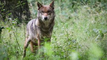 jäger fordern rasche regelung für abschüsse von wölfen