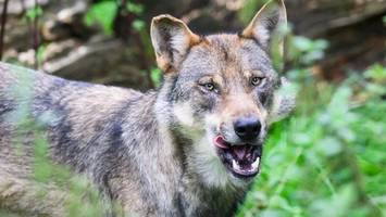 genehmigung für wolf-abschuss vorläufig ausgesetzt