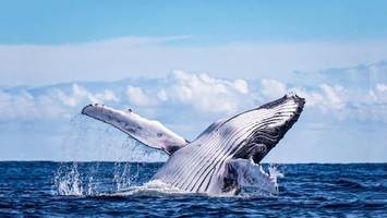 Neuseeland: Wale sollen als normale Bürger gelten