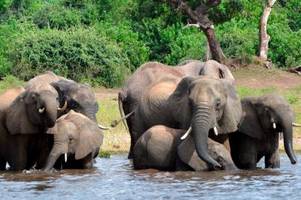 kurioser protest: botswana will deutschland 20.000 elefanten schenken