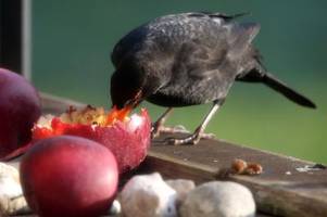 heimische gartenvögel: das sind die häufigsten arten in würzburg