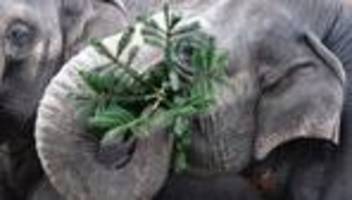 botswana: immer her mit den elefanten