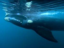 Ungewöhnliche Maori-Aktion: Wale sollen juristische Personen werden