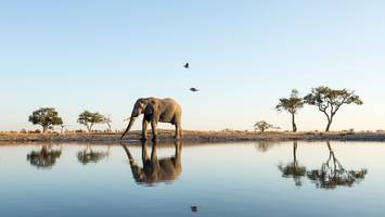 auch der klimawandel spielt eine rolle - einmal elefanten schießen für 70.000 euro, doch deutsche jäger wollen gar nicht