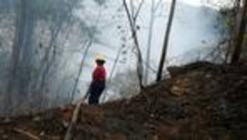 naturzerstörung: brasilien rodet weniger regenwald