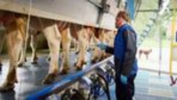 Niederlande: Das Vieh muss weg