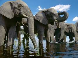 artenschutz: eher doch keine elefanten für brandenburg