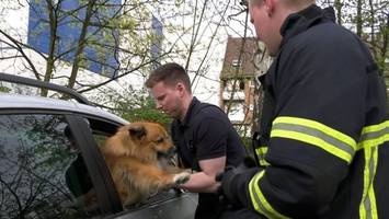 frauchen weg – feuerwehr rettet hund aus überhitztem auto