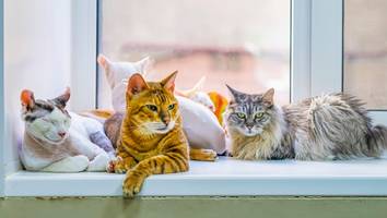 tiersammel-sucht - ehepaar hält 159 katzen in wohnung – behörden schreiten ein