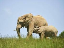 wir zahlen den preis: warum will botswana deutschland 20.000 elefanten schenken?