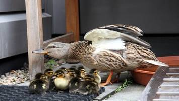 Küken in Gefahr: Wie Sie zum Entenretter werden