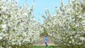umwelt: frühe kirschblüte im witzenhäuser land wegen warmen wetters