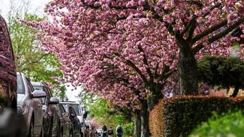 Rosarote Pracht: Kirschbäume in voller Blüte