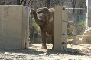 wären die botswana-elefanten nicht was für augsburgs zoo?