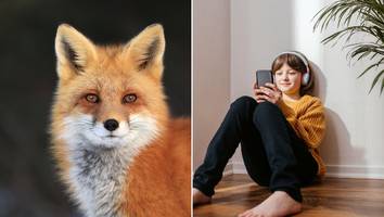 Internet-Trend „Therianer“ - „Ich bin völlig ratlos“, weil sich Stieftochter (13) für Fuchs hält