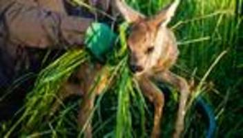tierschutz: naturschutzgebiet: drohnen zur rettung von wildtieren