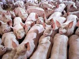 Beitrag zu besserer Tierhaltung: Experten plädieren für höhere Mehrwertsteuer auf Fleisch