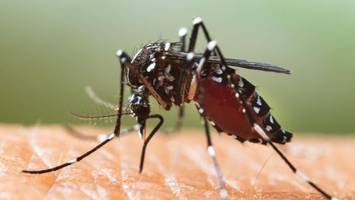 Immer häufiger Dengue-Fieber in Berlin: So schützt man sich